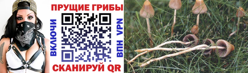 купить   Южно-Сухокумск  Галлюциногенные грибы мухоморы 